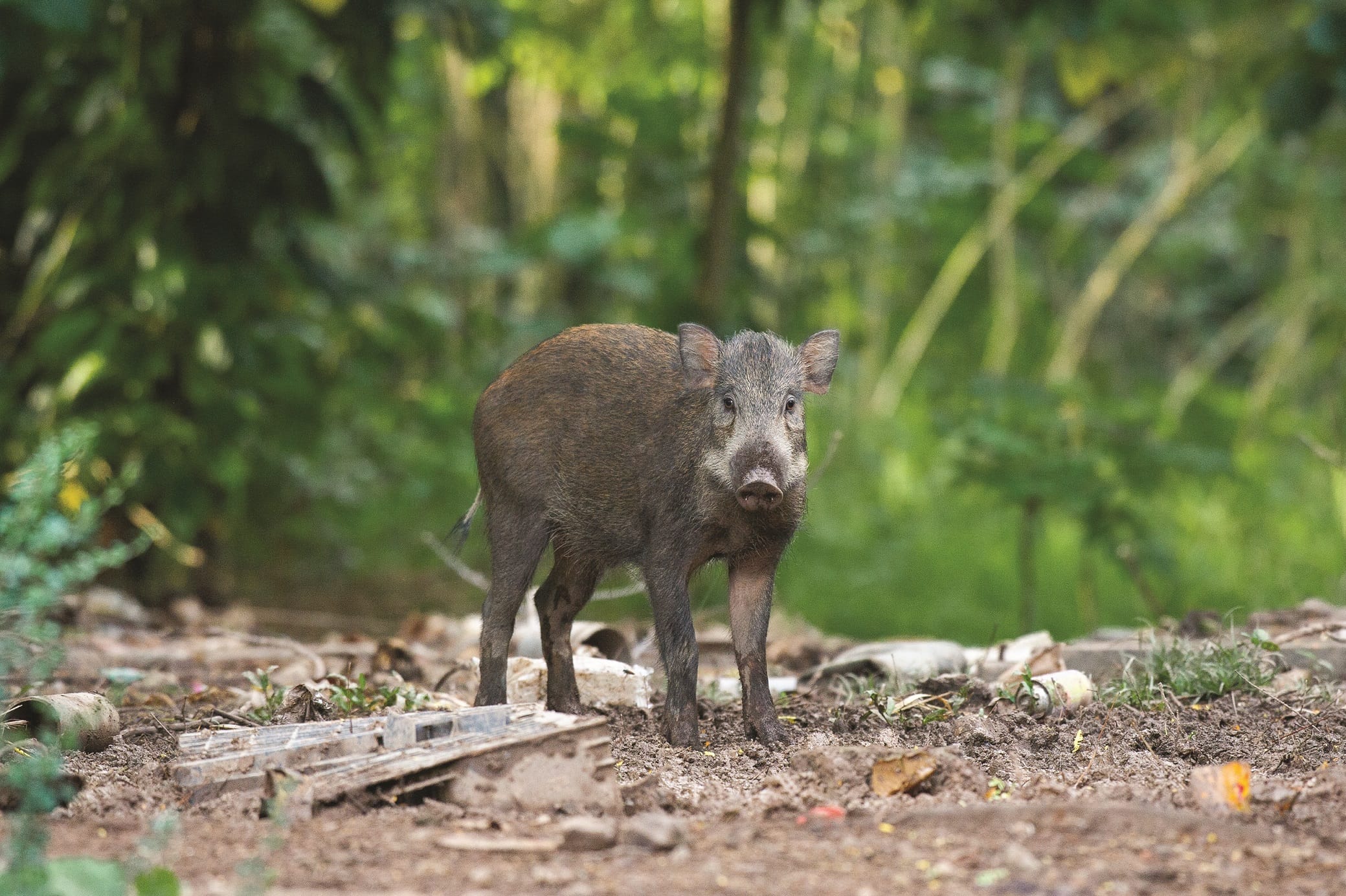 A photograph of a wild boar in a clearing in the forest